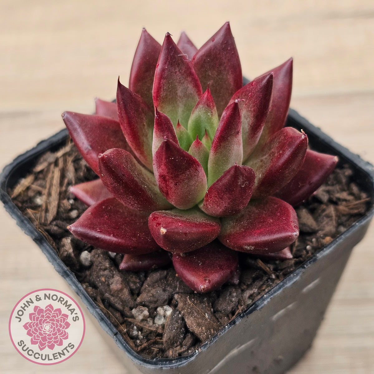 Echeveria 'Red Soul'