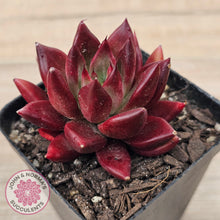 Load image into Gallery viewer, Echeveria &#39;Red Soul&#39;
