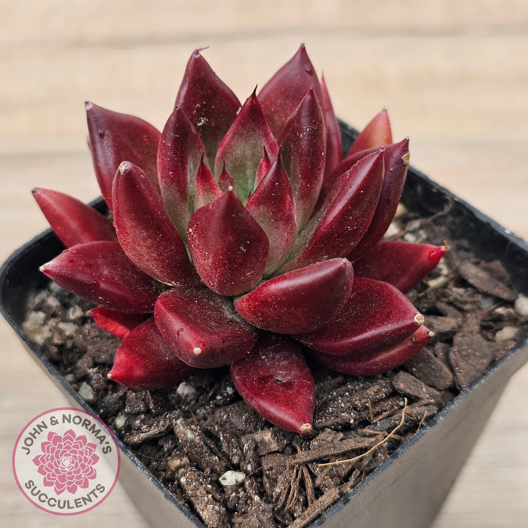 Echeveria 'Red Soul'