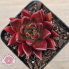 Echeveria 'Red Soul'