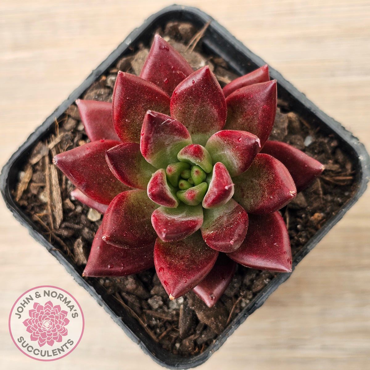 Echeveria 'Red Soul'