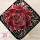 Echeveria 'Red Soul'