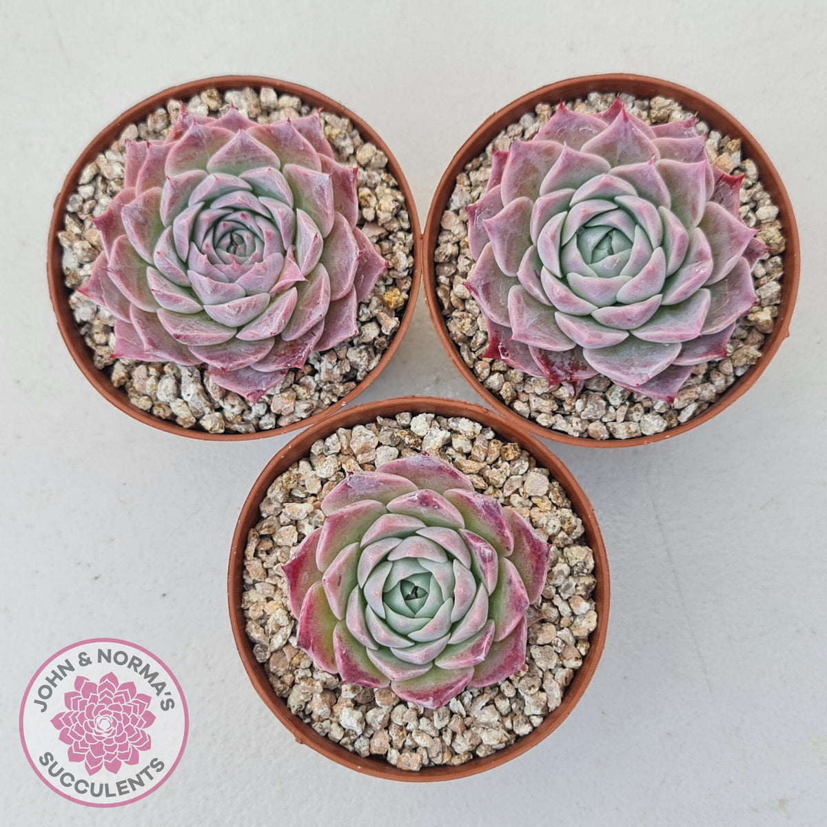 Echeveria 'Red Spider'