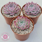 Echeveria 'Red Spider'