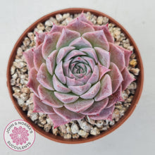 Load image into Gallery viewer, Echeveria &#39;Red Spider&#39; - John &amp; Norma&#39;s Succulents Australia
