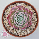 Echeveria 'Red Spider'