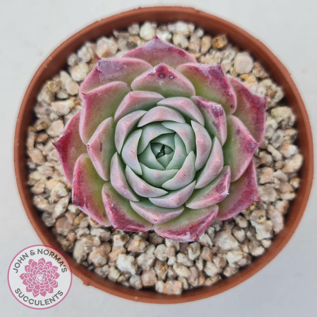 Echeveria 'Red Spider' - John & Norma's Succulents Australia