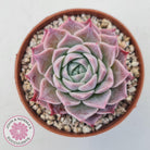 Echeveria 'Red Spider'