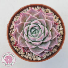 Load image into Gallery viewer, Echeveria &#39;Red Spider&#39; - John &amp; Norma&#39;s Succulents Australia
