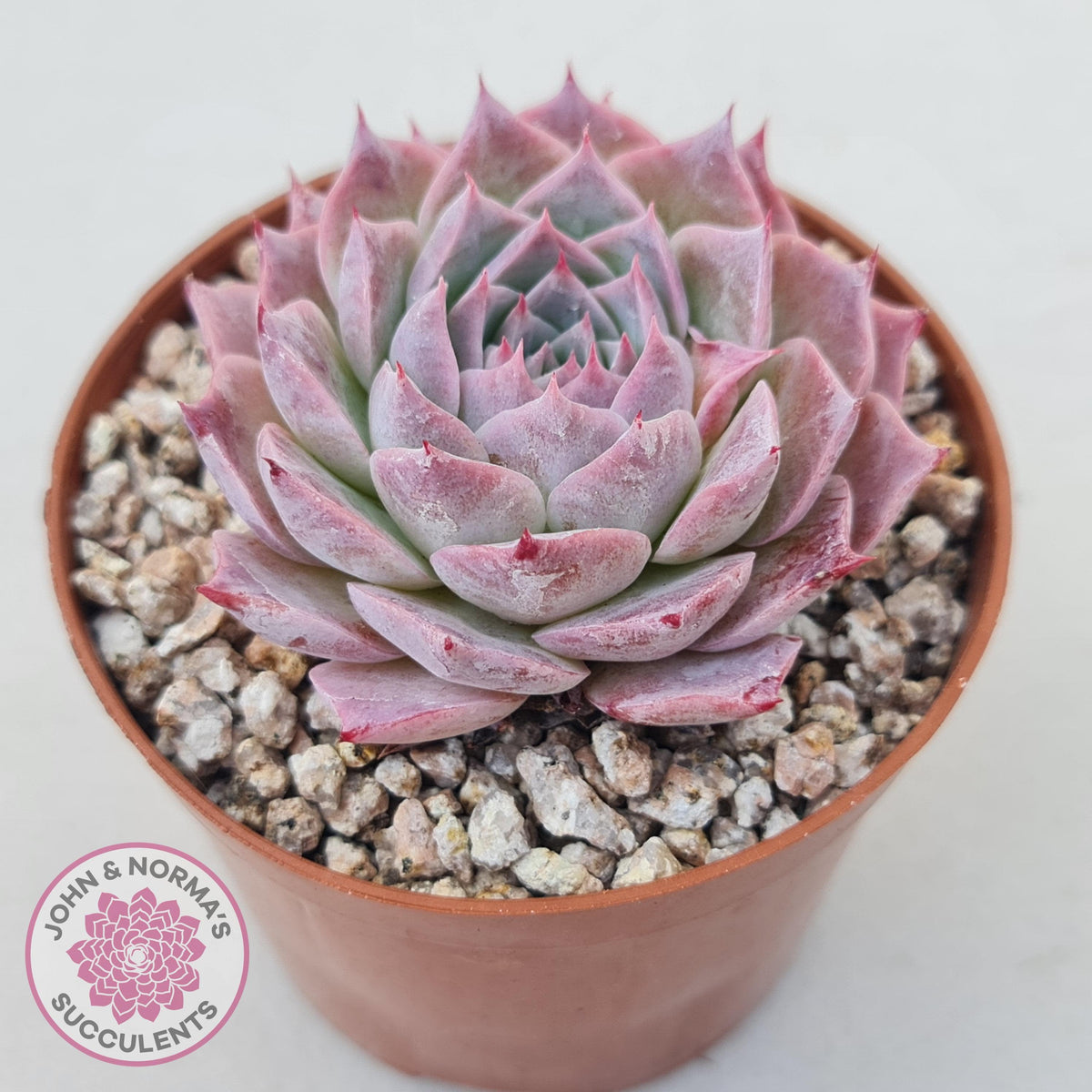 Echeveria 'Red Spider'