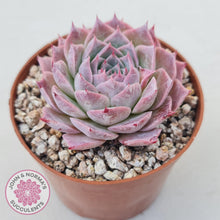 Load image into Gallery viewer, Echeveria &#39;Red Spider&#39; - John &amp; Norma&#39;s Succulents Australia
