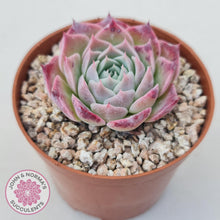 Load image into Gallery viewer, Echeveria &#39;Red Spider&#39; - John &amp; Norma&#39;s Succulents Australia
