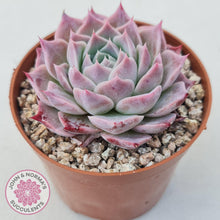 Load image into Gallery viewer, Echeveria &#39;Red Spider&#39; - John &amp; Norma&#39;s Succulents Australia
