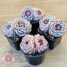Echeveria 'Red Velvet'