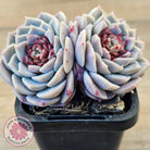 Echeveria 'Red Velvet'
