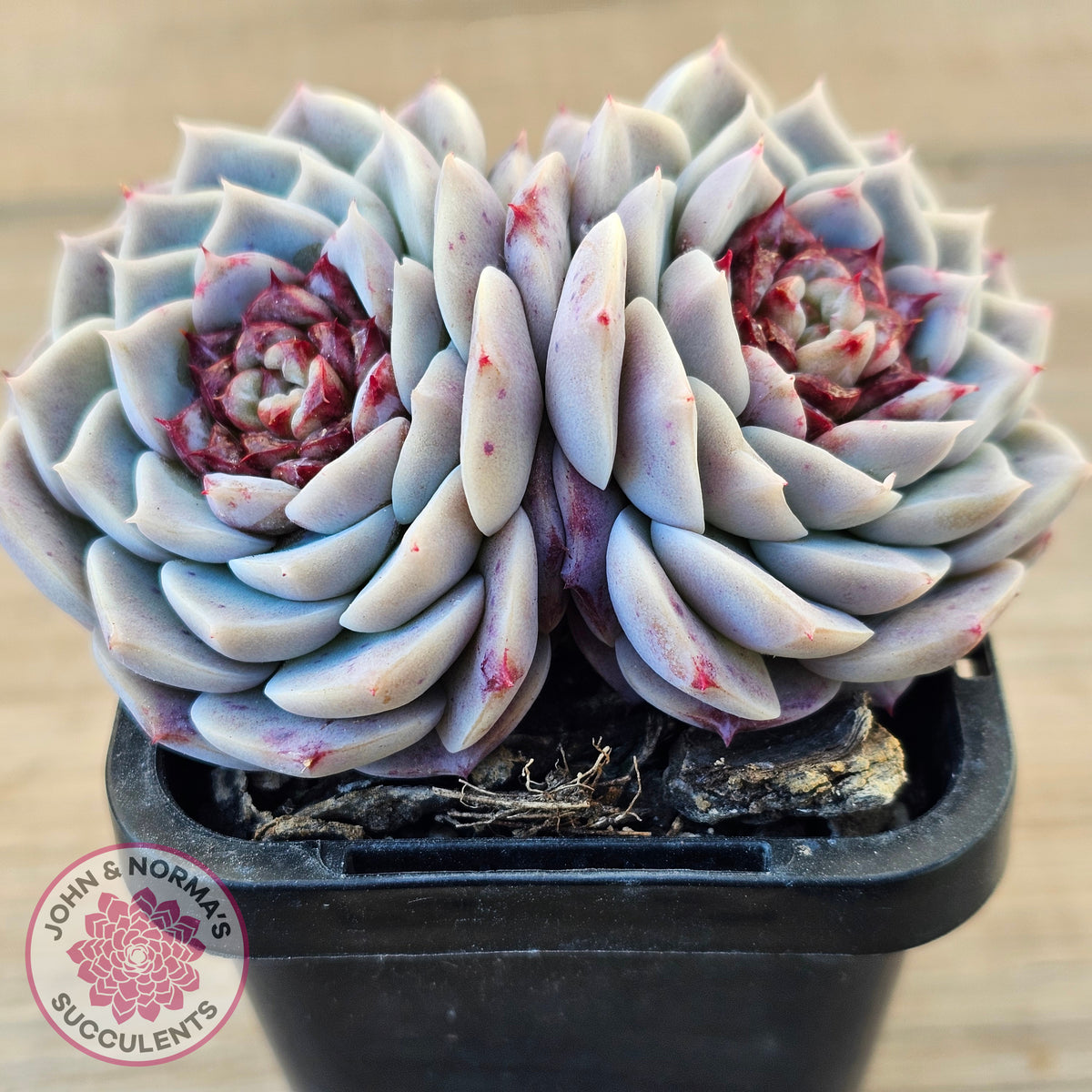 Echeveria 'Red Velvet'