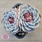 Echeveria 'Red Velvet'