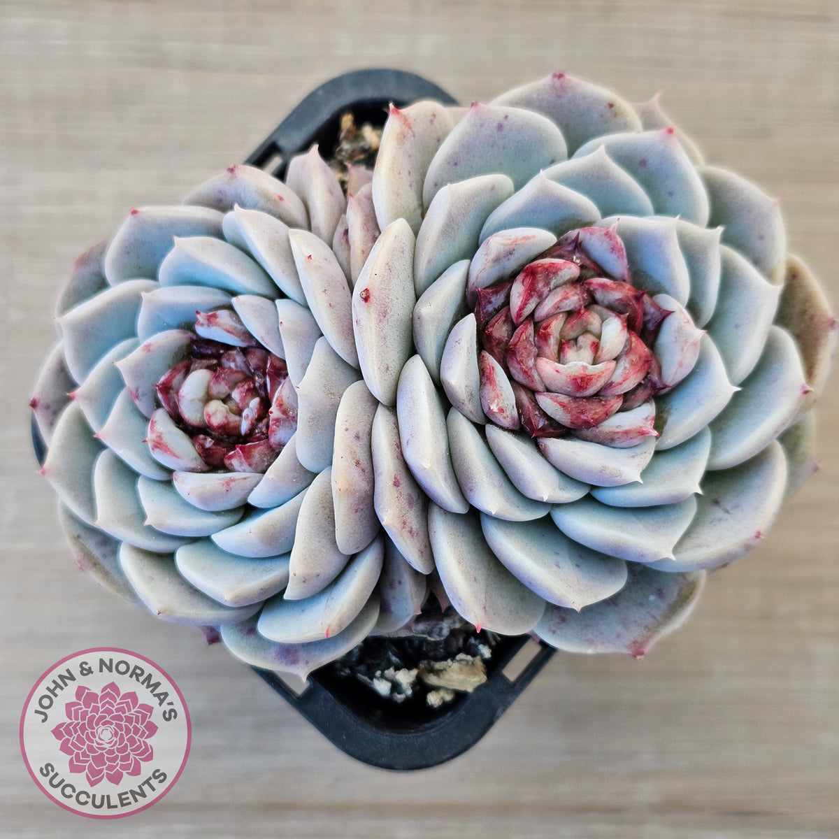 Echeveria 'Red Velvet'