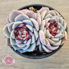 Echeveria 'Red Velvet'