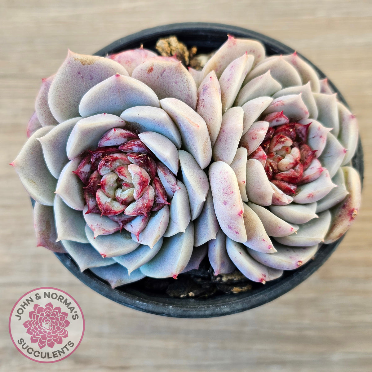 Echeveria 'Red Velvet'