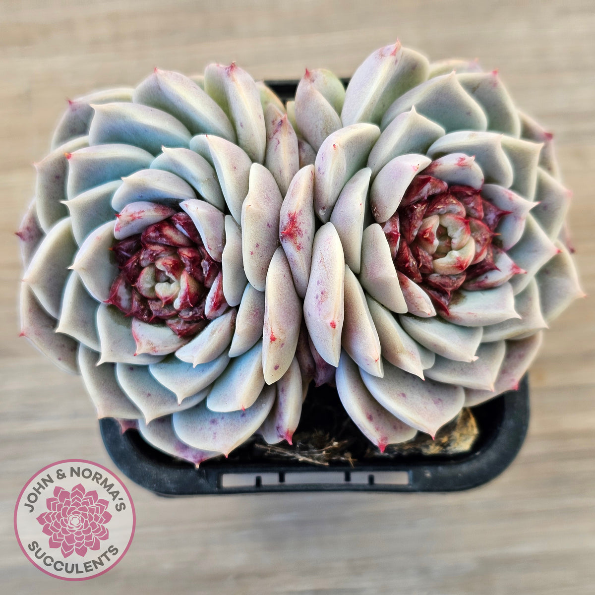 Echeveria 'Red Velvet'