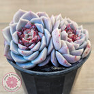 Echeveria 'Red Velvet'
