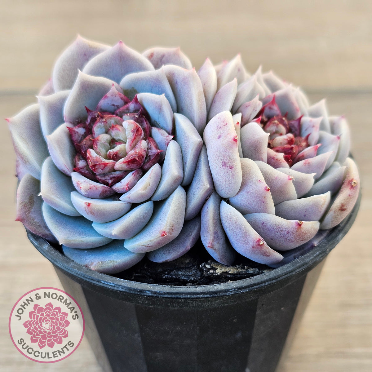 Echeveria 'Red Velvet'