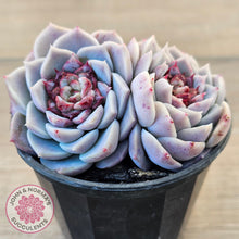 Load image into Gallery viewer, Echeveria &#39;Red Velvet&#39;
