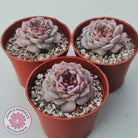 Echeveria 'Red Velvet'