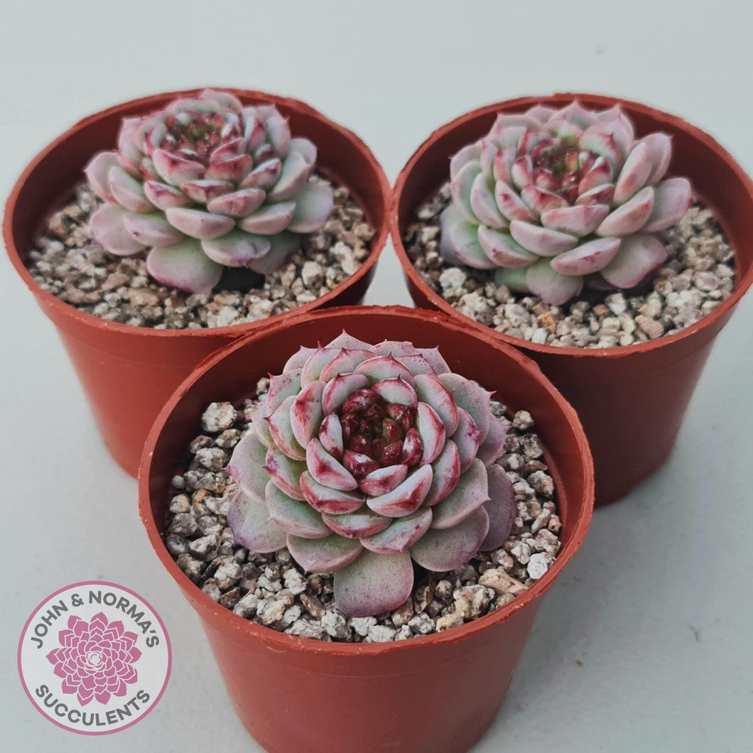 Echeveria 'Red Velvet' - John & Norma's Succulents Australia