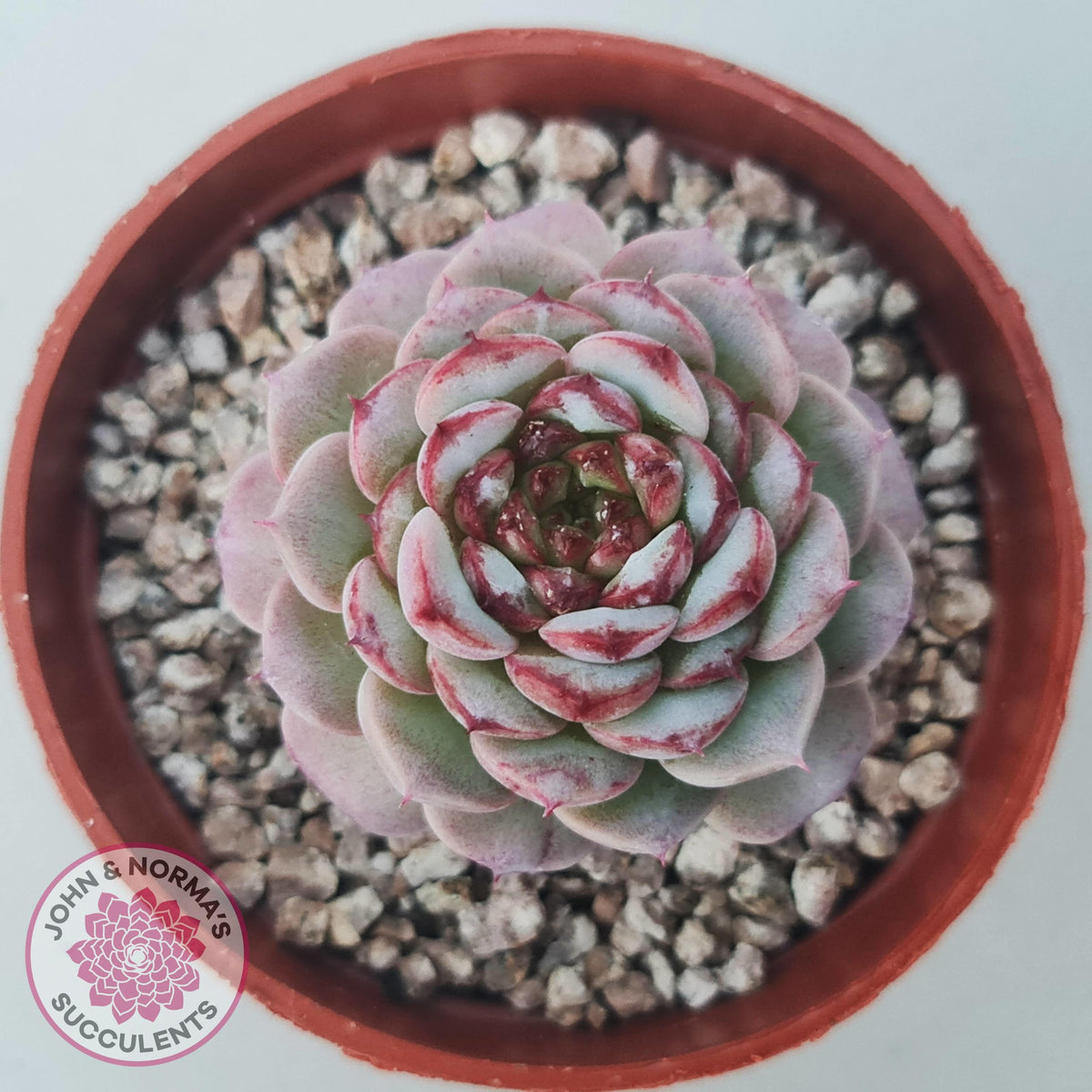 Echeveria 'Red Velvet'