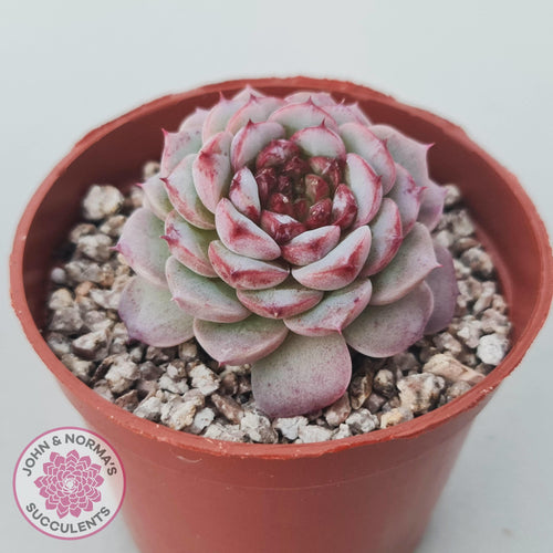 Echeveria 'Red Velvet' - John & Norma's Succulents Australia