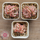 Echeveria 'Red Wax'