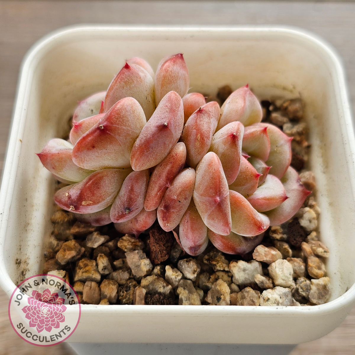 Echeveria 'Red Wax'