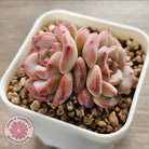 Echeveria 'Red Wax'