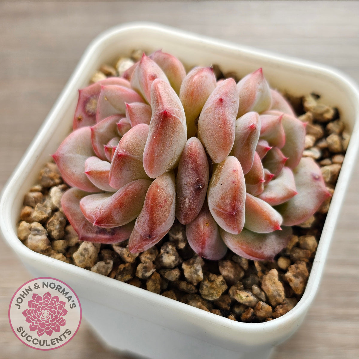 Echeveria 'Red Wax'