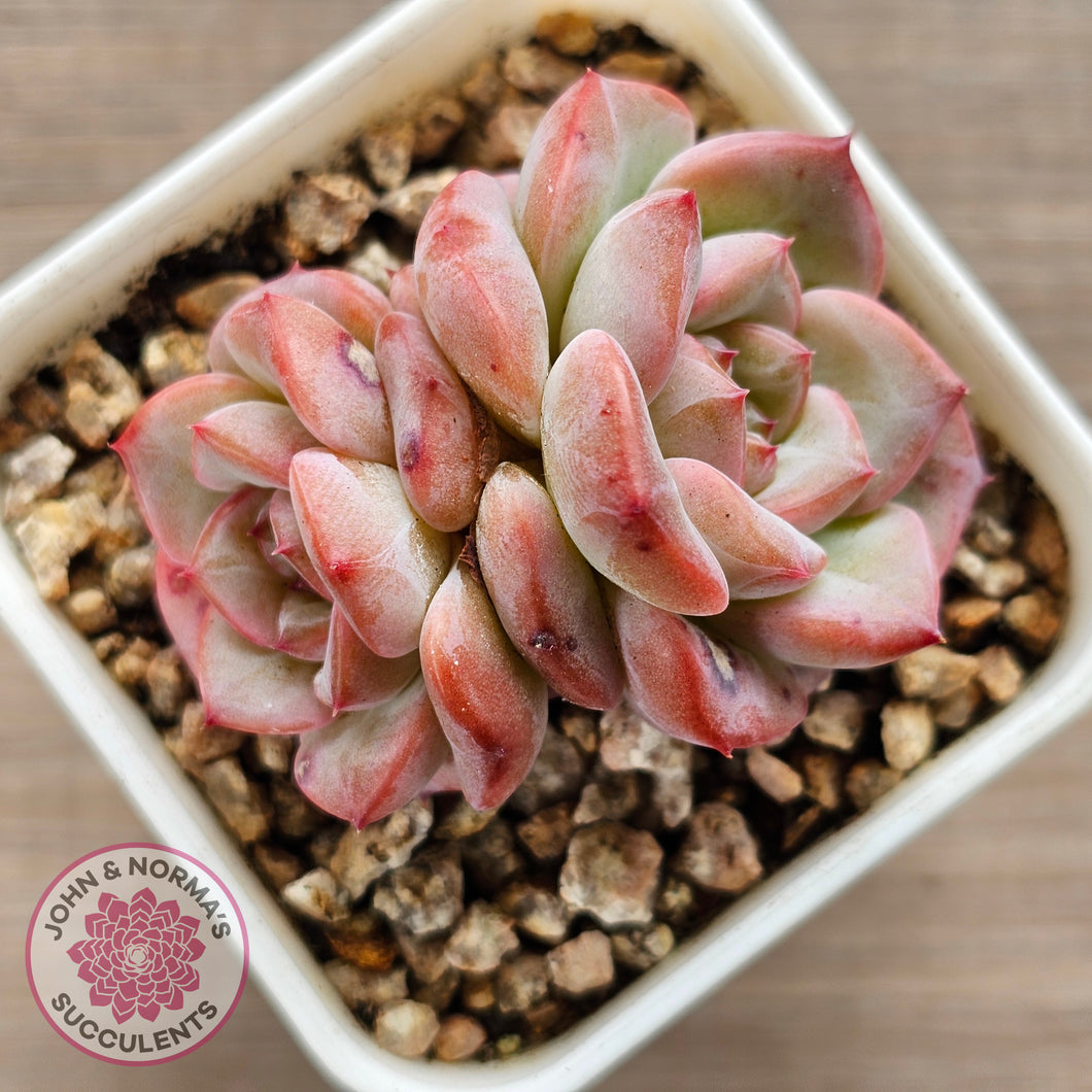 Echeveria 'Red Wax'