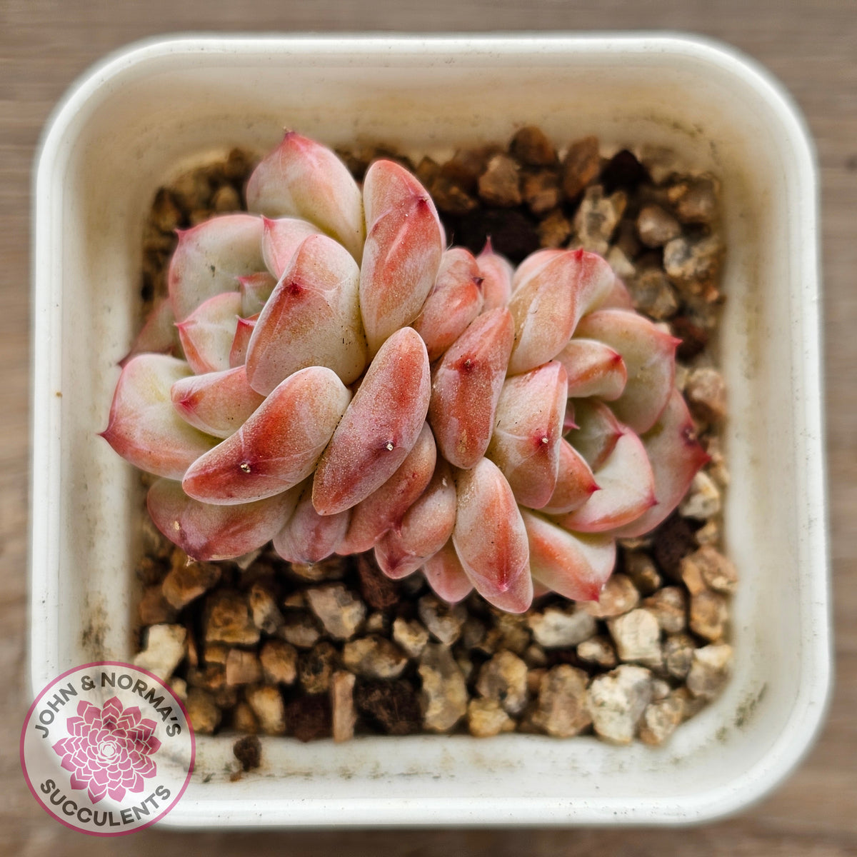 Echeveria 'Red Wax'