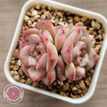 Load image into Gallery viewer, Echeveria &#39;Red Wax&#39;
