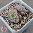 Echeveria 'Red Wax'