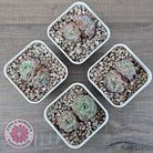 Echeveria 'Red Wax'