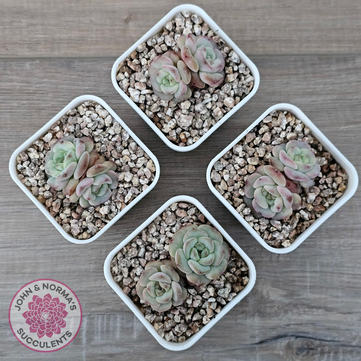 Echeveria 'Red Wax'