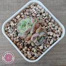 Echeveria 'Red Wax'
