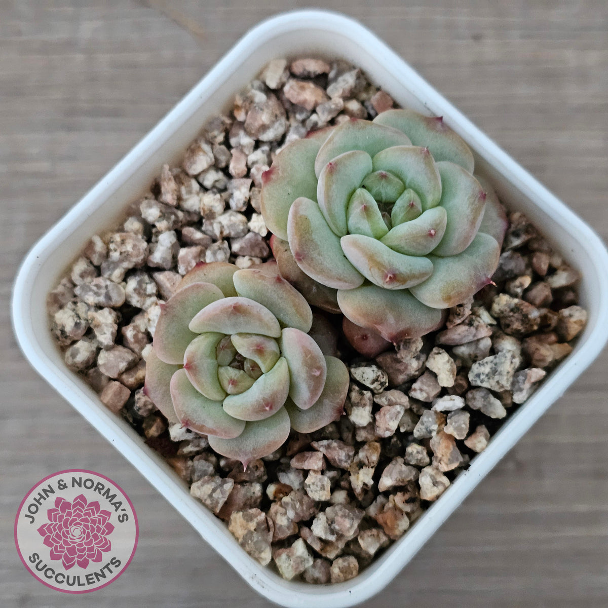 Echeveria 'Red Wax'