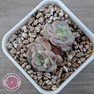 Echeveria 'Red Wax'