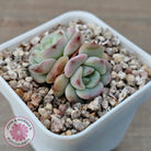 Echeveria 'Red Wax'