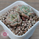 Echeveria 'Red Wax'