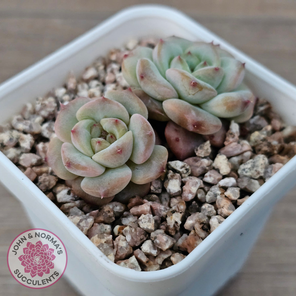 Echeveria 'Red Wax'