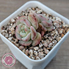 Echeveria 'Red Wax'