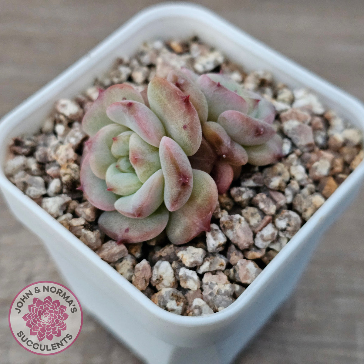 Echeveria 'Red Wax'